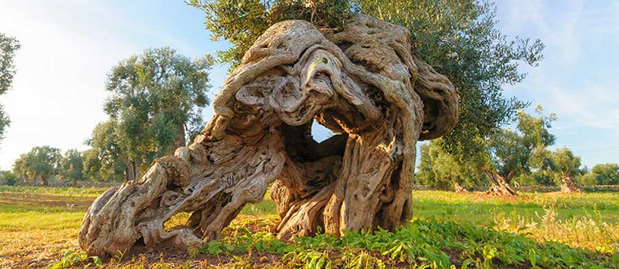 Creazione magazine online lodo calling