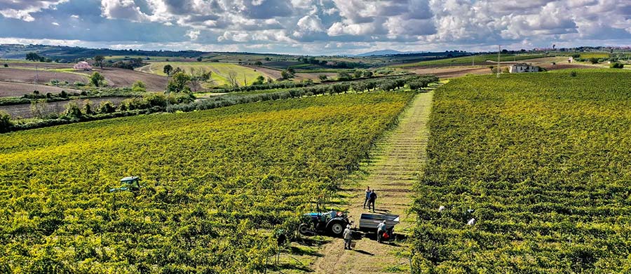 Sviluppo sito internet Unimer Milano