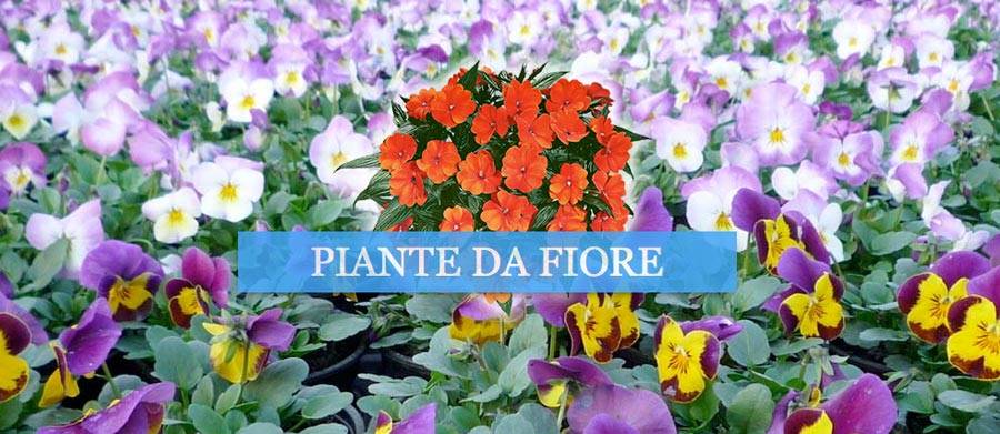 sito-internet-vivaio-vimercate